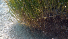 Cymodoceaceae