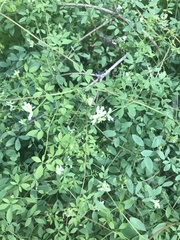 Ceratocapnos claviculata