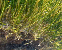 Cymodoceaceae