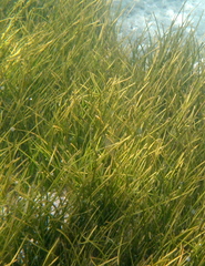 Cymodoceaceae