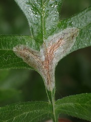 Phyllonorycter corylifoliella