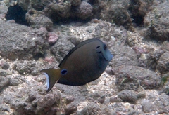 Acanthurus tennentii