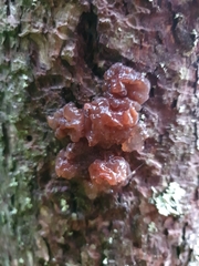 Phaeotremella foliacea