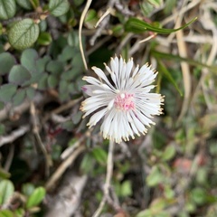 Thalictrum rubescens