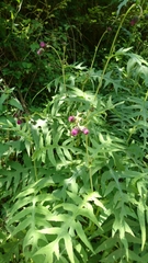 Cirsium alsophilum