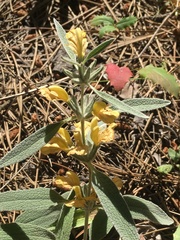 Phlomis armeniaca