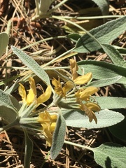 Phlomis armeniaca