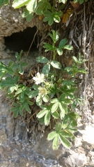 Potentilla caulescens