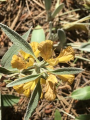 Phlomis armeniaca