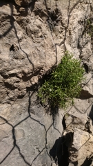 Moehringia markgrafii