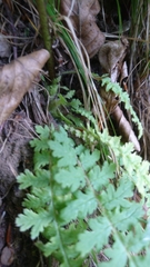 Pedicularis acaulis