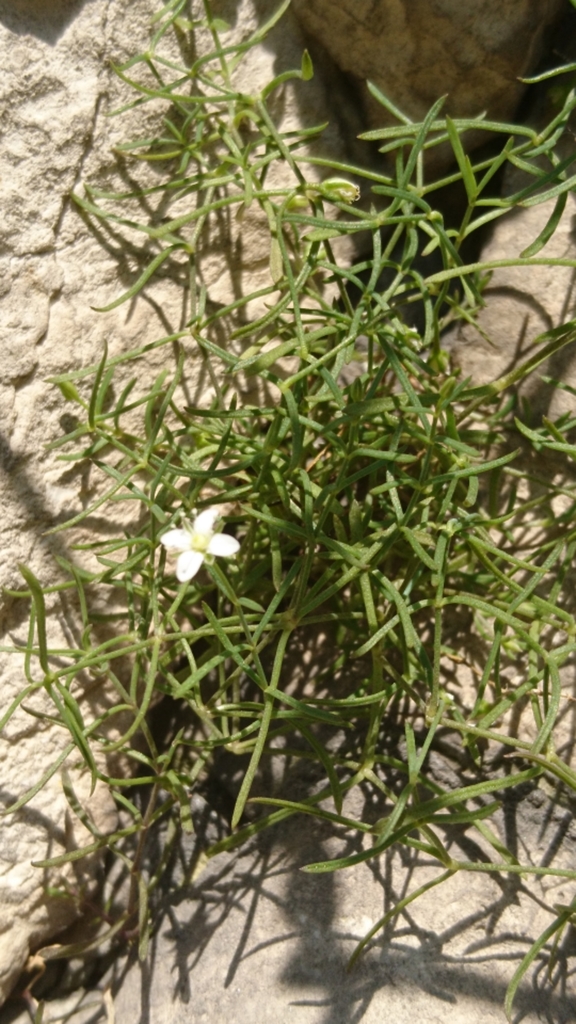 Moehringia markgrafii