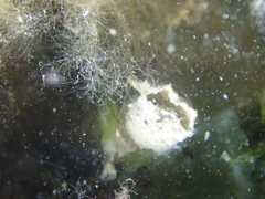 Acromegalomma vesiculosum