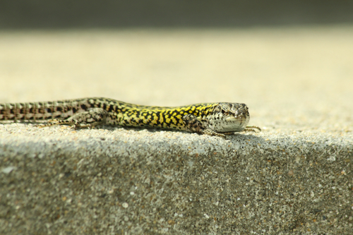 Carbonell’s Wall Lizard