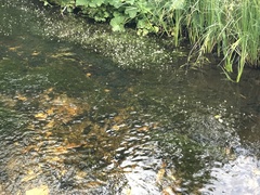Ranunculus kauffmannii