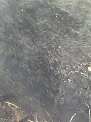 Ranunculus kauffmannii