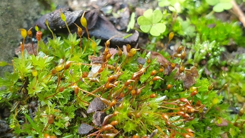 Trumpoji minkštūnė nuotrauka