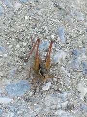 Pachytrachis gracilis