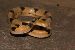 Common Tiger Snake photo 1