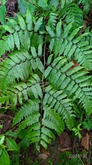 Diplazium taiwanense