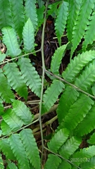 Diplazium taiwanense