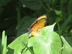 Danaus chrysippus dorippus