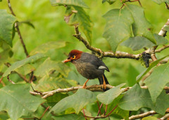 Pterorhinus treacheri