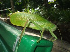 Pseudophyllanax imperialis