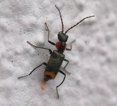 Axinotarsus pulicarius