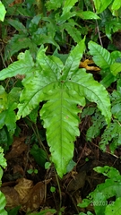 Tectaria subtriphylla