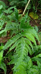 Tectaria subtriphylla