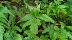 Tectaria subtriphylla