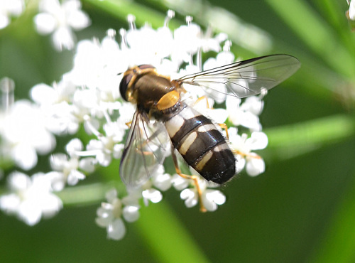 Pale-saddled Leucozona