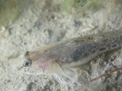 Pomatoschistus microps