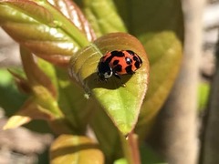 Harmonia axyridis