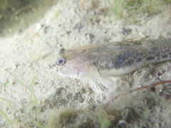 Pomatoschistus microps