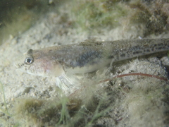 Pomatoschistus microps