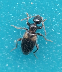 Hirticomus hispidus