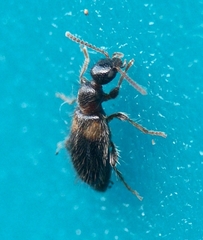 Hirticomus hispidus