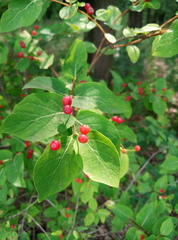 Lonicera tatarica