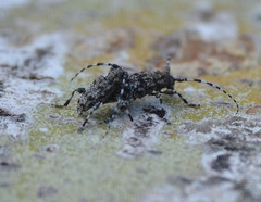 Aegomorphus clavipes