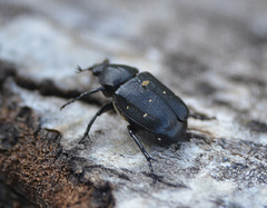 Gnorimus variabilis
