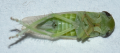Chlorotettix viridius