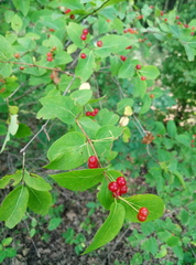 Lonicera tatarica