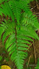 Diplazium taiwanense