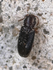 Lissodema cursor