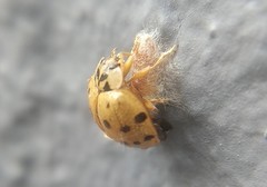 Harmonia axyridis