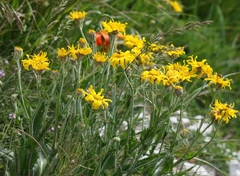 Tephroseris longifolia