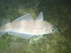 Trisopterus luscus
