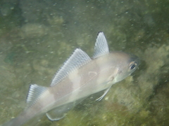 Trisopterus luscus